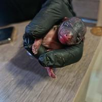 Cucciolo chiwawa toy