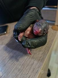 Cucciolo chiwawa toy