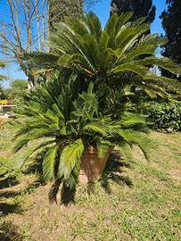 Cycas Revoluta