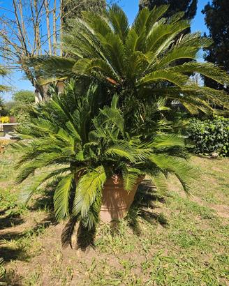Cycas Revoluta