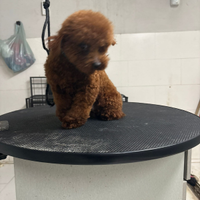 Barboncino adulto 1 anno red brown