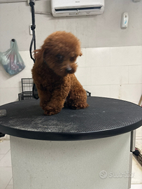 Barboncino adulto 1 anno red brown