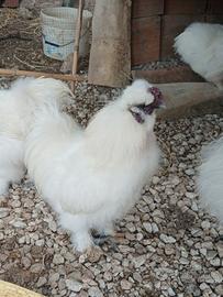 Gallo Moroseta