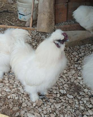 Gallo Moroseta