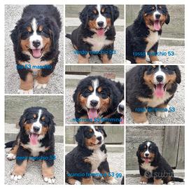 Bovaro del bernese cuccioli con pedigree