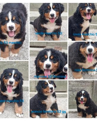 Bovaro del bernese cuccioli con pedigree