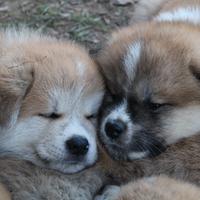 Akita cuccioli