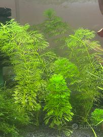Limnophila sessiliflora
