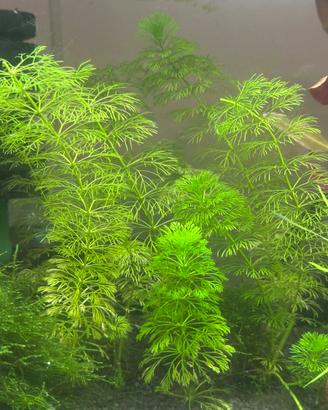 Limnophila sessiliflora