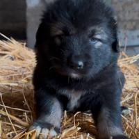 Cuccioli pastore del Caucaso