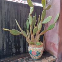 pianta grassa di opuntia 