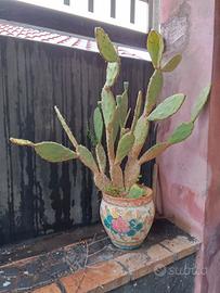 pianta grassa di opuntia 