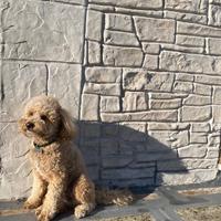 Barboncino nano per monta