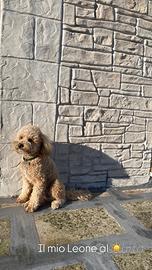 Barboncino nano per monta