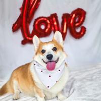 Bandane per cani fatte a mano