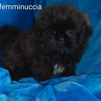 Shih tzu/shih tzu - pechinese
