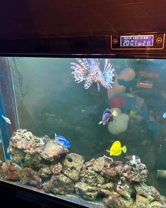 Acquario marino 400 litri completo