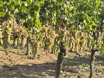 Uva da vino