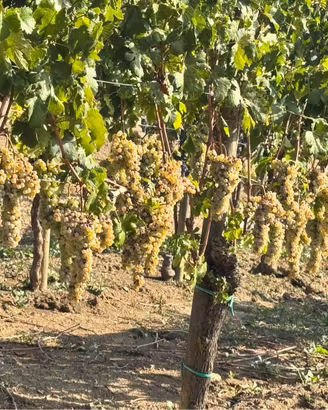 Uva da vino