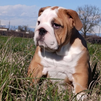 Cuccioli bulldog inglese
