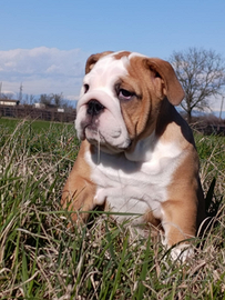 Cuccioli bulldog inglese