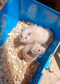 Cuccioli di criceto
