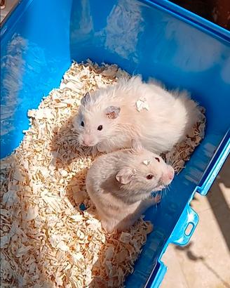 Cuccioli di criceto