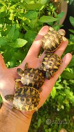 Tartarughe