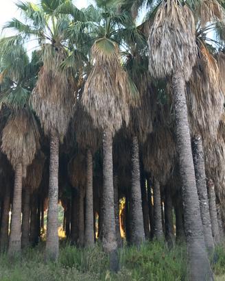 Palme Washington