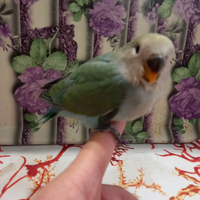 Inseparabili allevati a mano