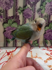 Inseparabili allevati a mano