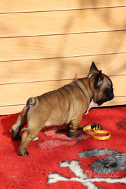 Cuccioli Bulldog Francese Pedigree