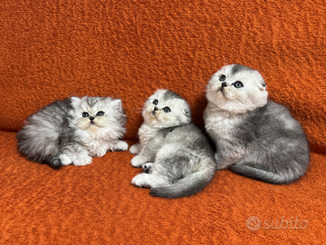 Cuccioli di scottish straight e fold