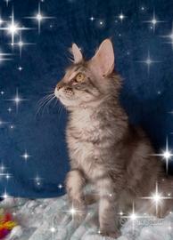 Gattino Maine Coone