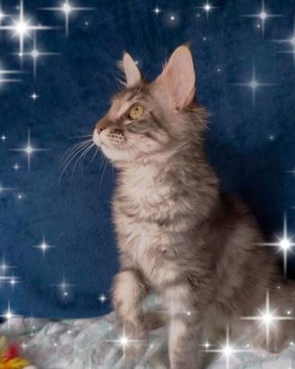 Gattino Maine Coone
