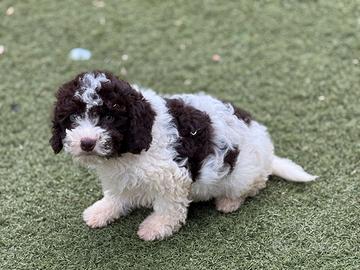Lagotto romagnolo