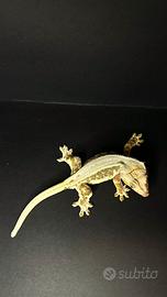 Geco Ciliatus Lilly White