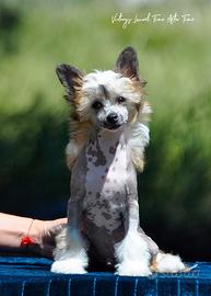 Chinese crested dog