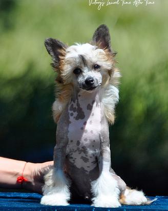 Chinese crested dog