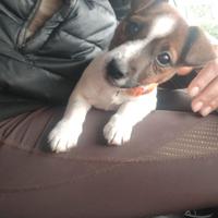 Jack Russell liscia