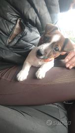 Jack Russell liscia