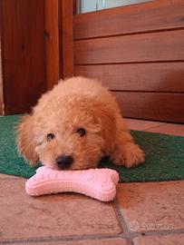 Maltipoo