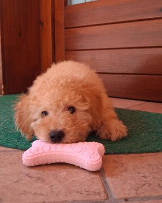 Maltipoo