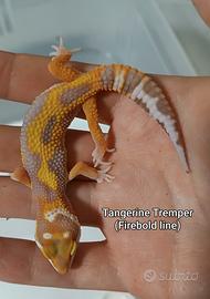Geco Leopardino