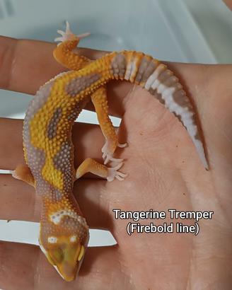 Geco Leopardino