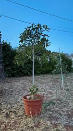 ficus