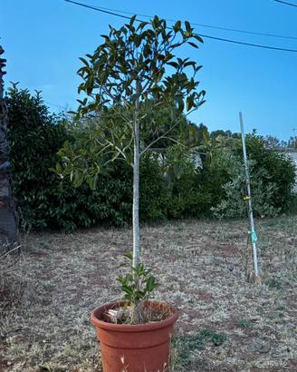 ficus
