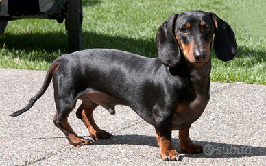 Bassotto pelo corto per monta