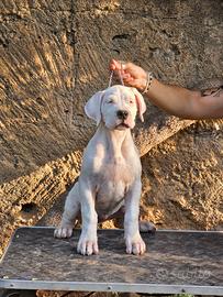 Cuccioli Dogo Argentino