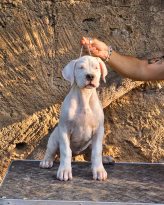 Cuccioli Dogo Argentino